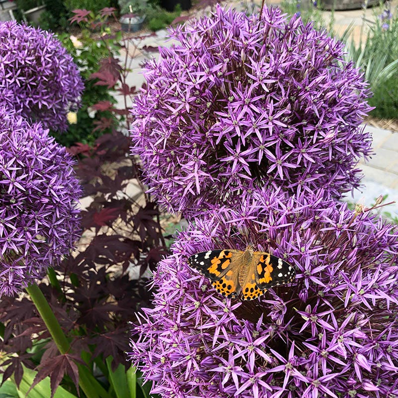  Globemaster Allium