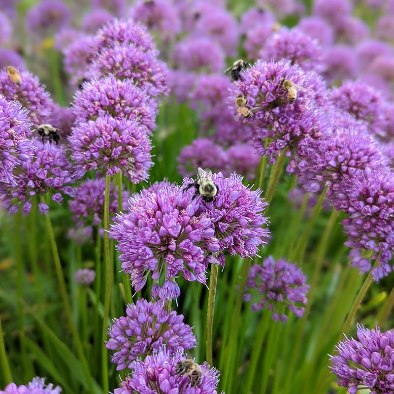  Allium Millenium