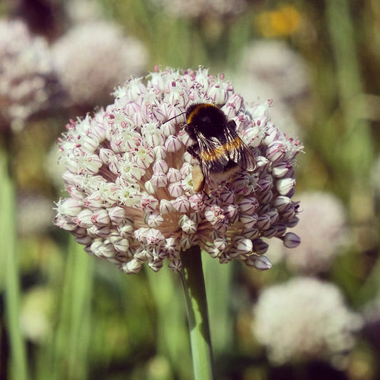  Ping Pong Allium
