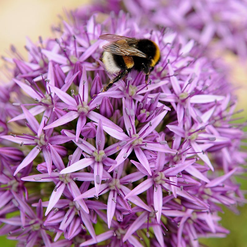  Endless Allium Bulb Collection
