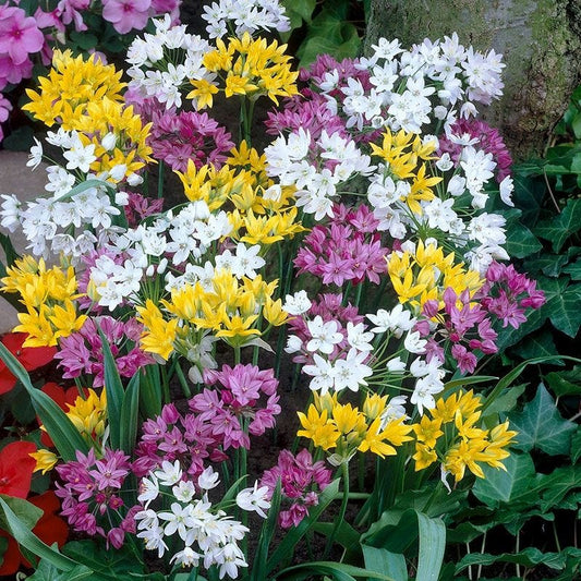  Rainbow Fireworks Allium Mix