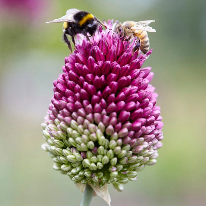 Endless Allium Bulb Collection