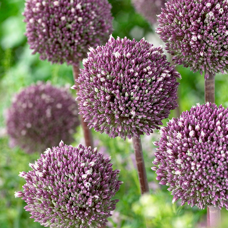  Jumbo Waterwise Garden Bulb Collection