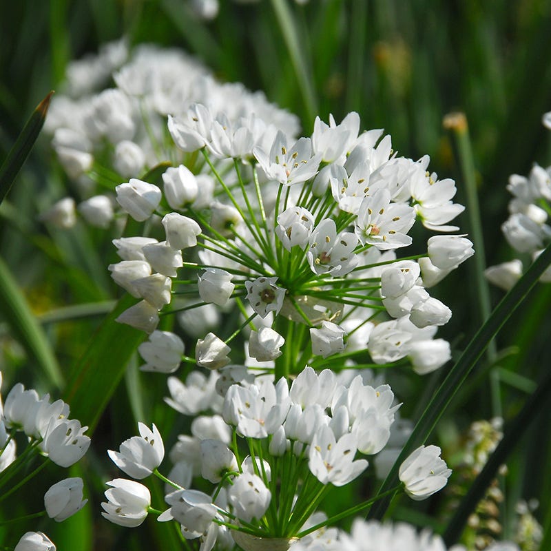 Allium Neapolitanum
