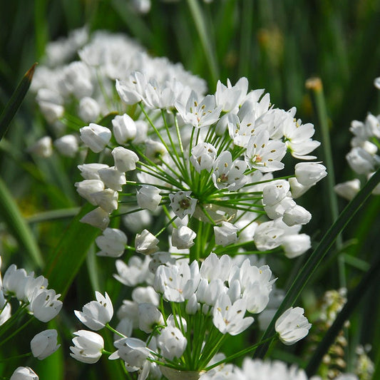  Allium Neapolitanum