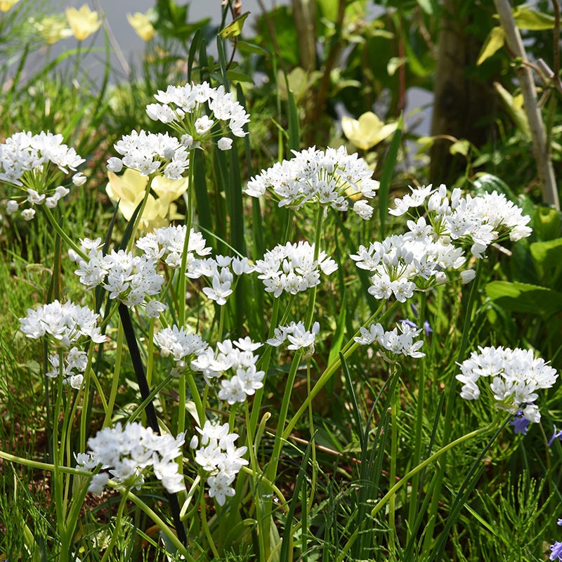  Allium Neapolitanum