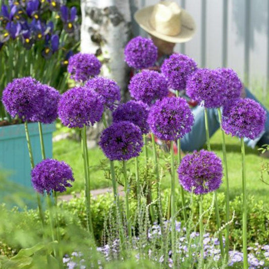  Endless Allium Bulb Collection