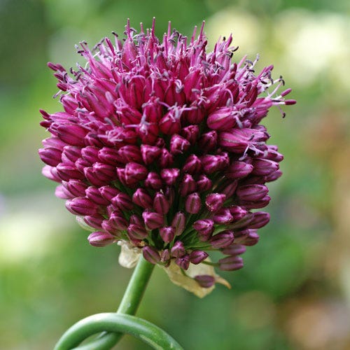  Drumstick Allium