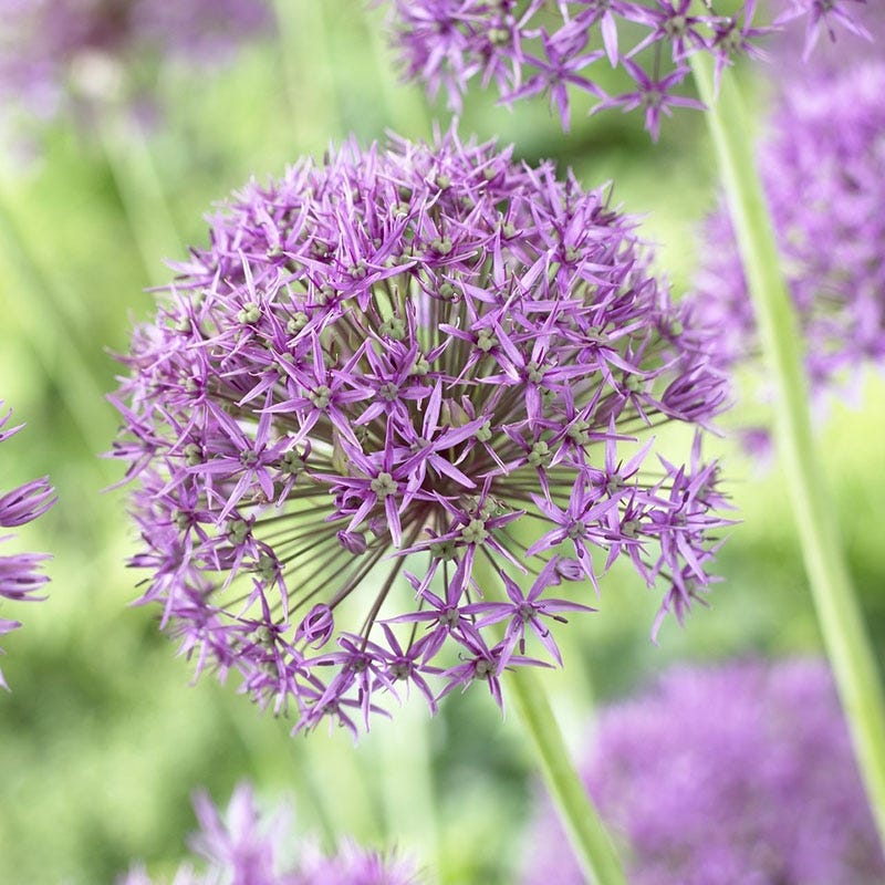  Endless Allium Bulb Collection