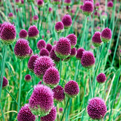  Drumstick Allium