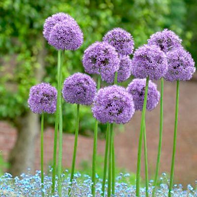  Gladiator Allium