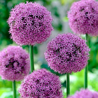  Gladiator Allium