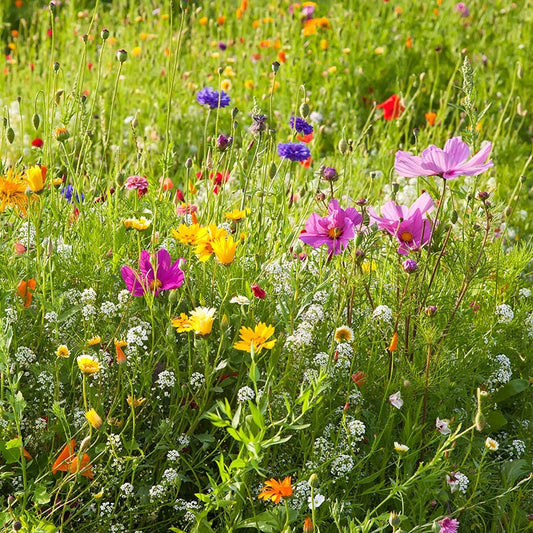  Dry Area Wildflower Seed Mix