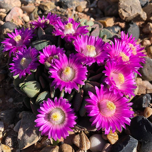  Hardy Living Stone (Aloinopsis)
