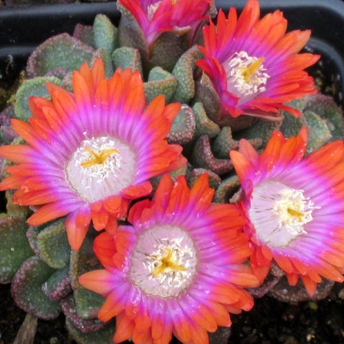  Psychedelic Mesemb (Aloinopsis)
