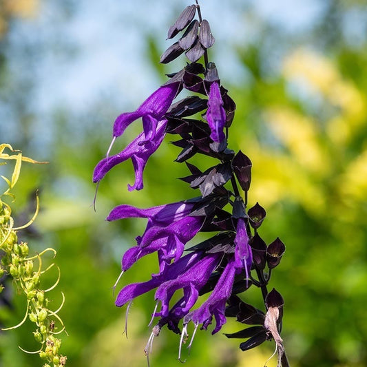 Amistad Salvia