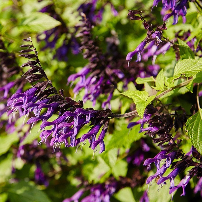  Amistad Salvia