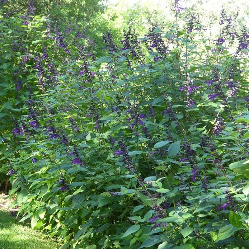  Amistad Salvia