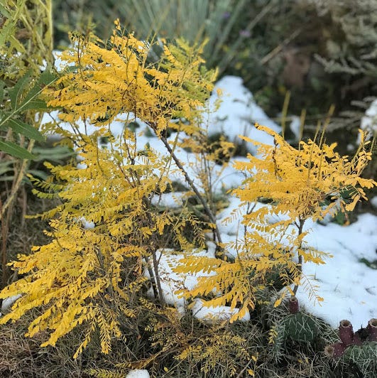  Dwarf Leadplant (Amorpha)