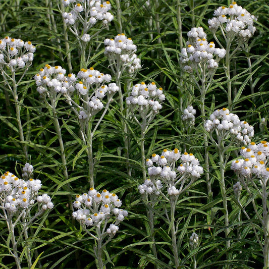  Fall Finale Pollinator Pre-Planned Garden
