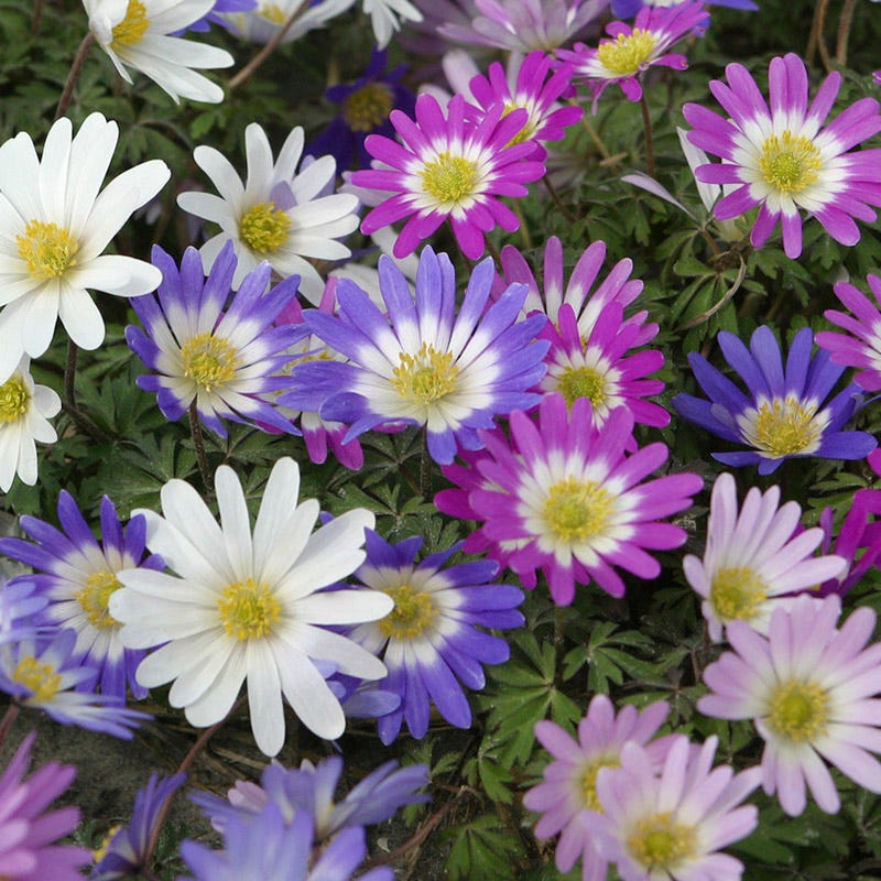  Anemone Blanda Mix