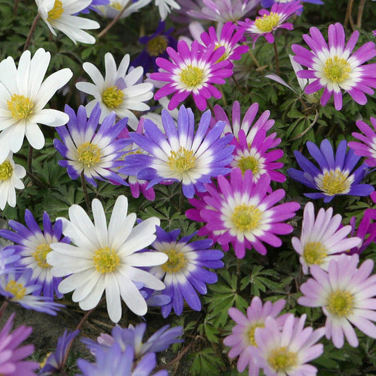  Anemone Blanda Mix