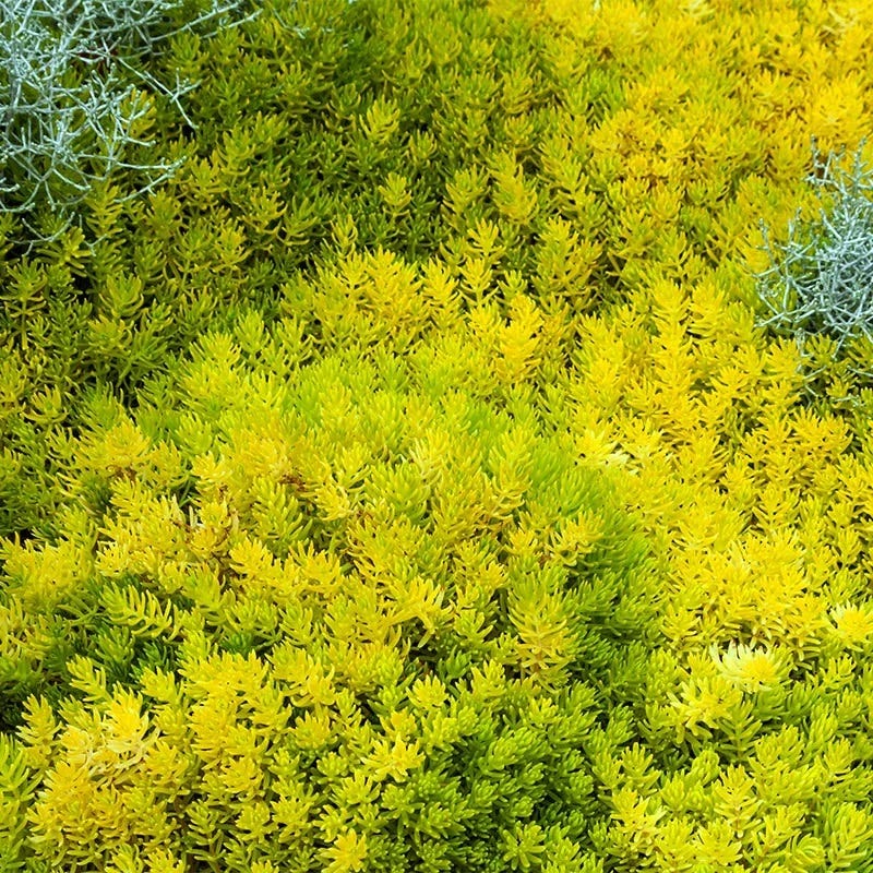  Drought Resistant Groundcover Collection