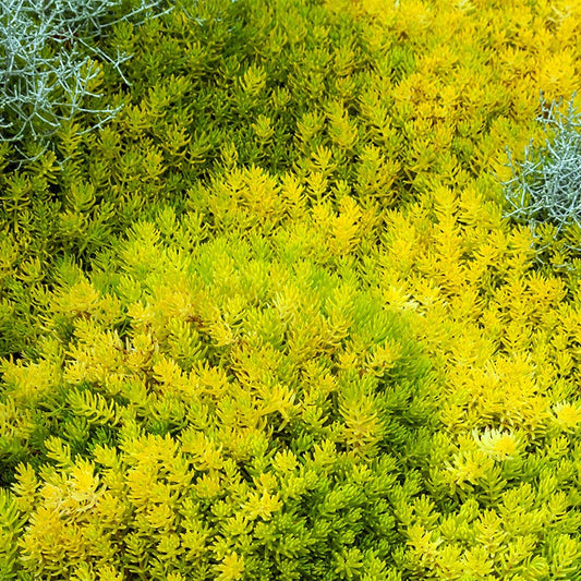  Angelina Sedum