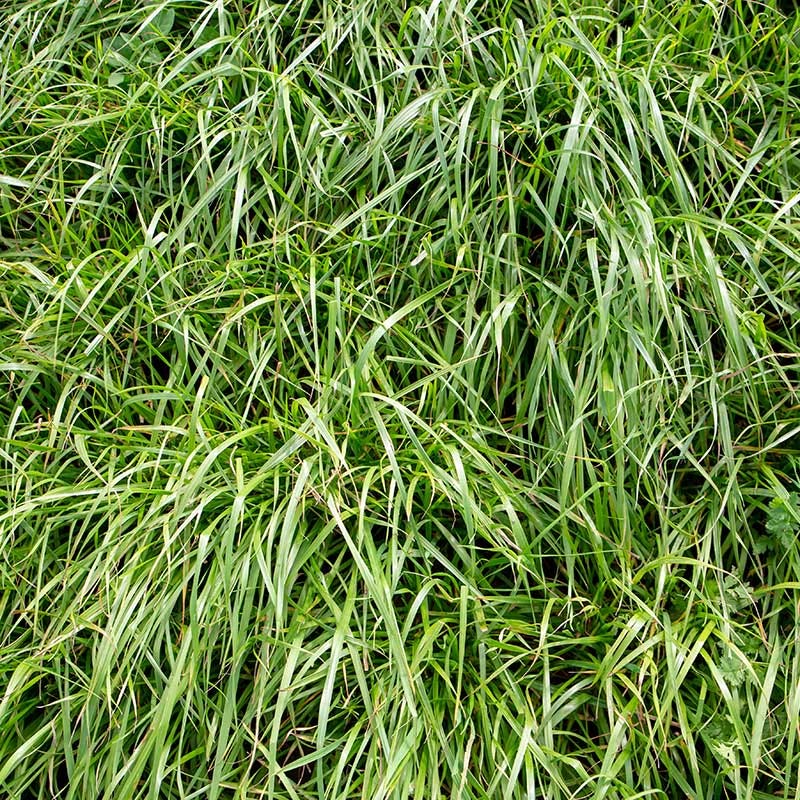  Annual Rye Grass Seeds