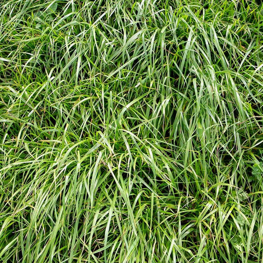  Annual Rye Grass Seeds