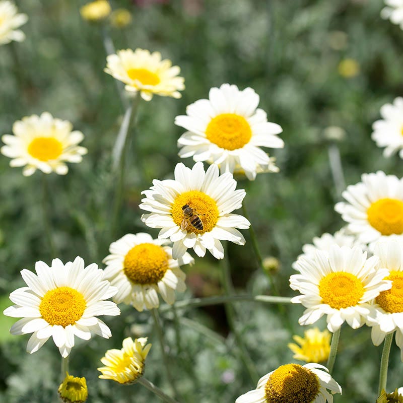  Susanna Mitchell Marguerite Daisy (Anthemis)