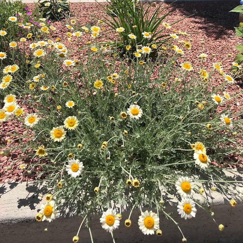  Susanna Mitchell Marguerite Daisy (Anthemis)