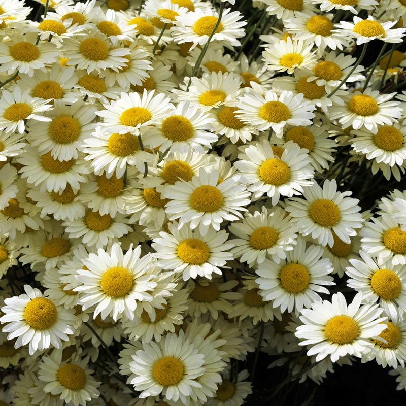  Susanna Mitchell Marguerite Daisy (Anthemis)