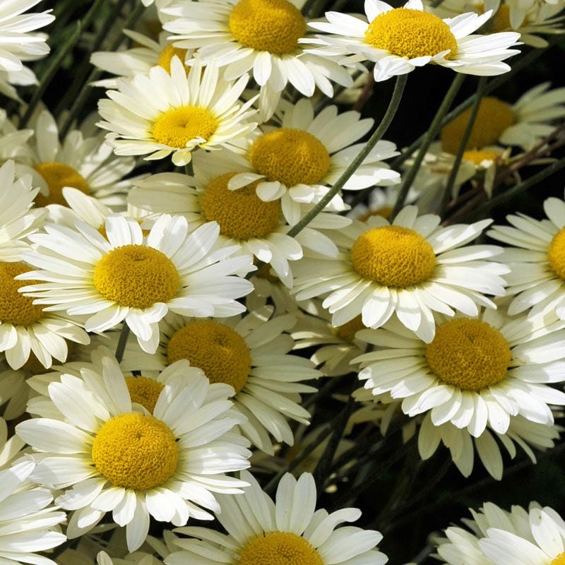  Susanna Mitchell Marguerite Daisy (Anthemis)