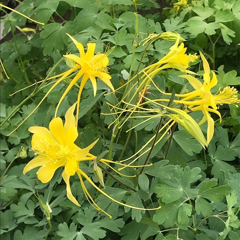 Fabulous Flowers & Foliage Shade Pre-Planned Garden