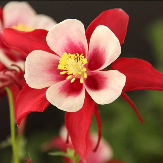  Red Hobbit Columbine