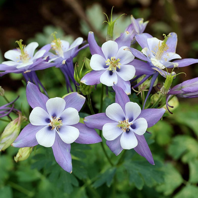  Rocky Mountain Columbine