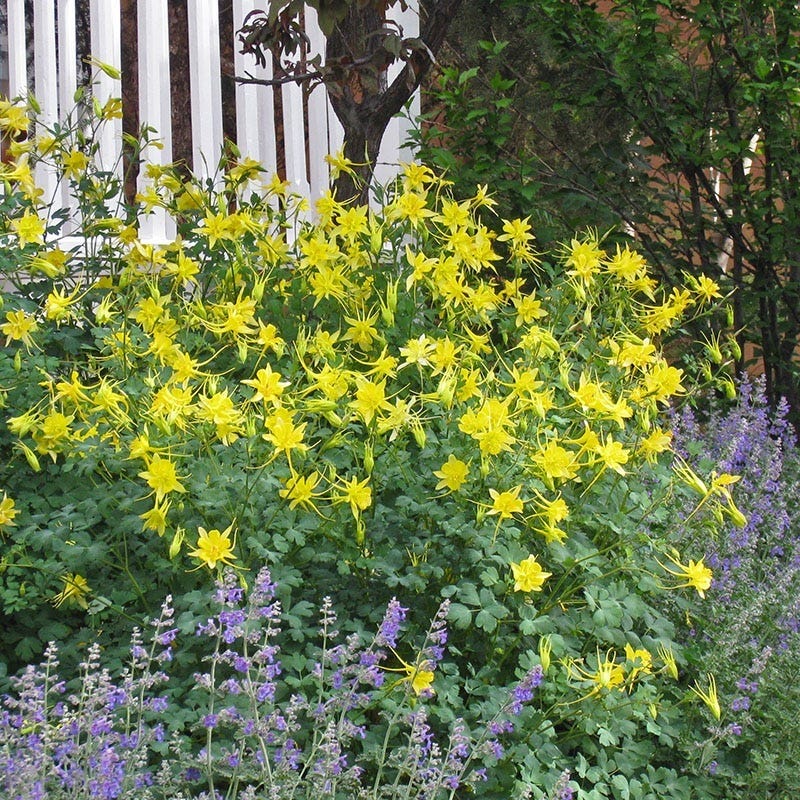  Golden Spur Columbine
