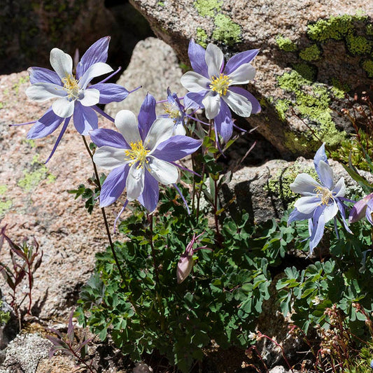  Rocky Mountain Columbine