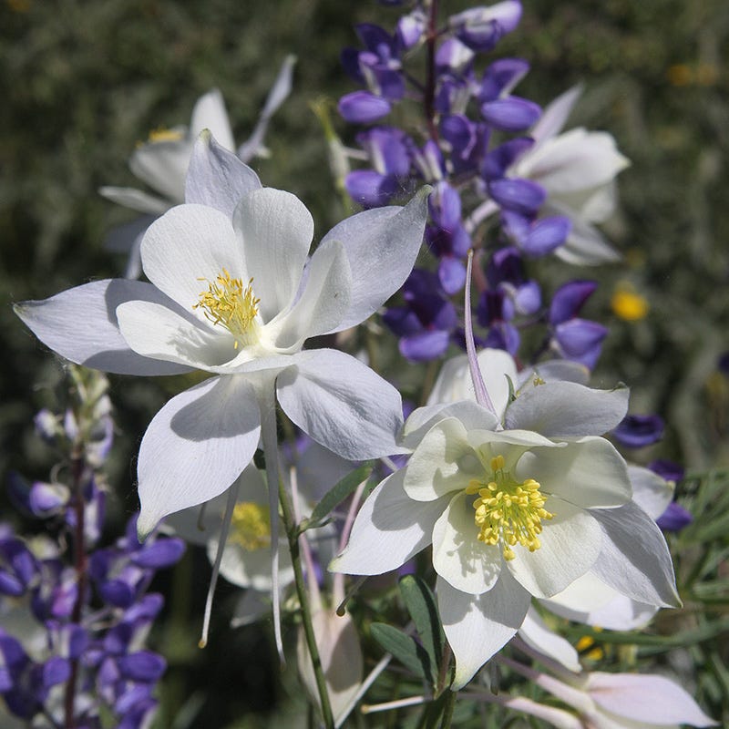  Rocky Mountain Columbine