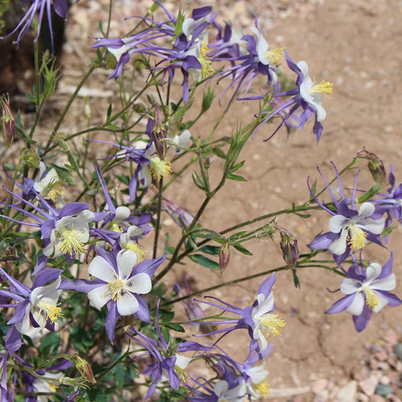  Rocky Mountain Columbine