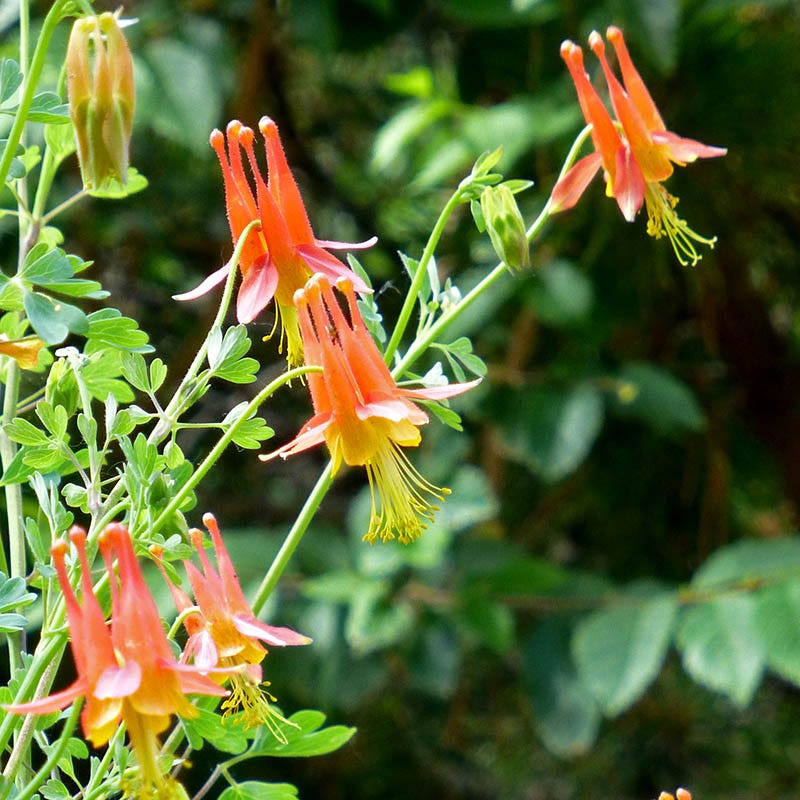  Arizona Columbine