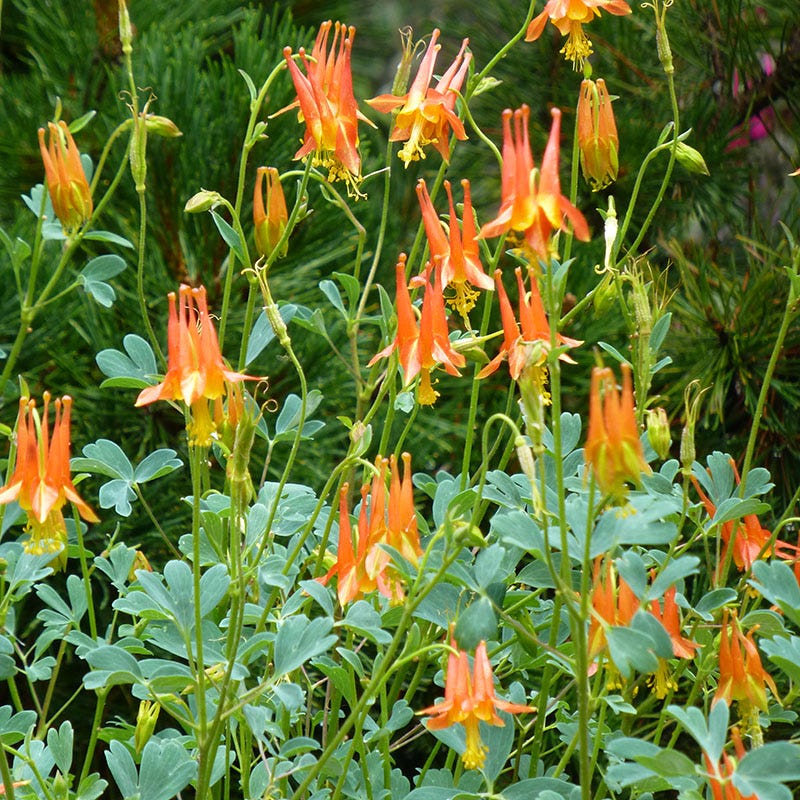  Arizona Columbine