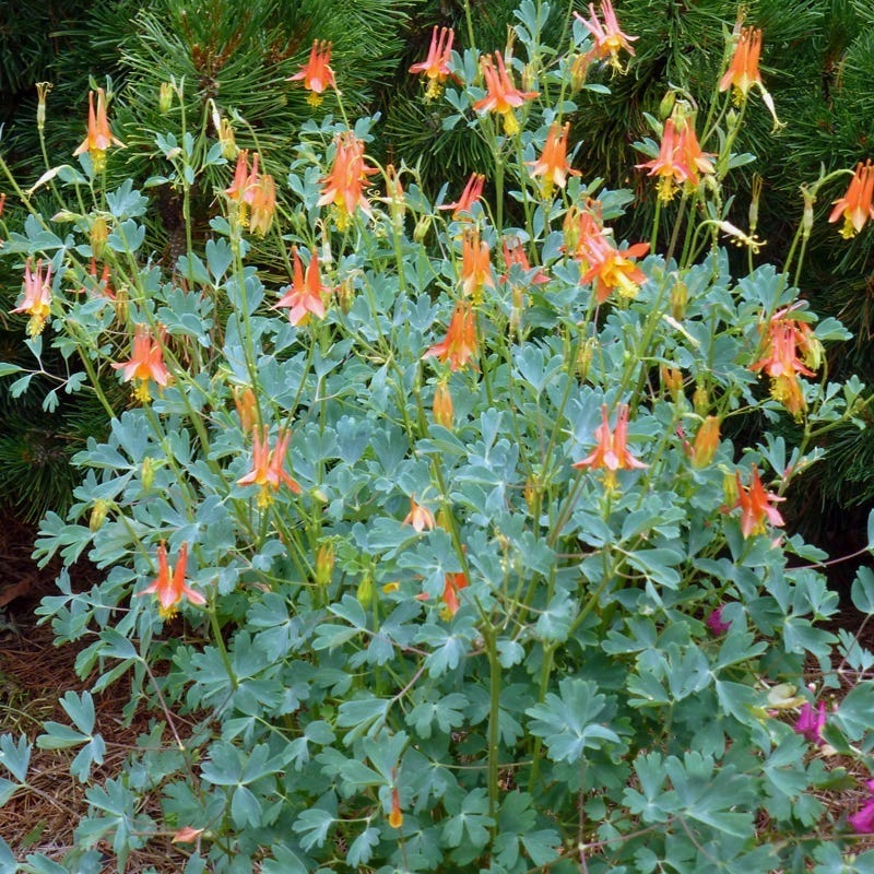  Arizona Columbine