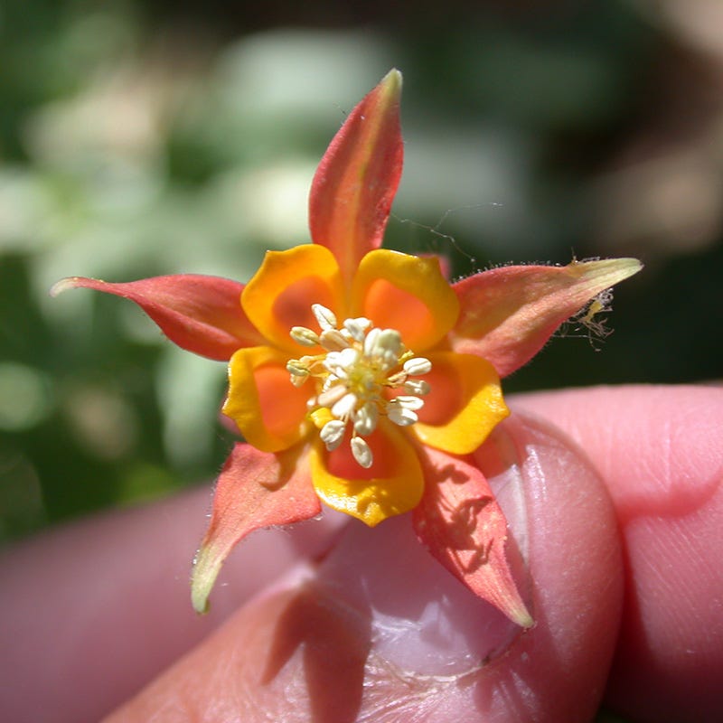  Arizona Columbine