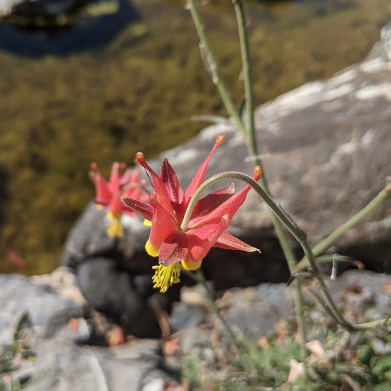  Serpentine Columbine
