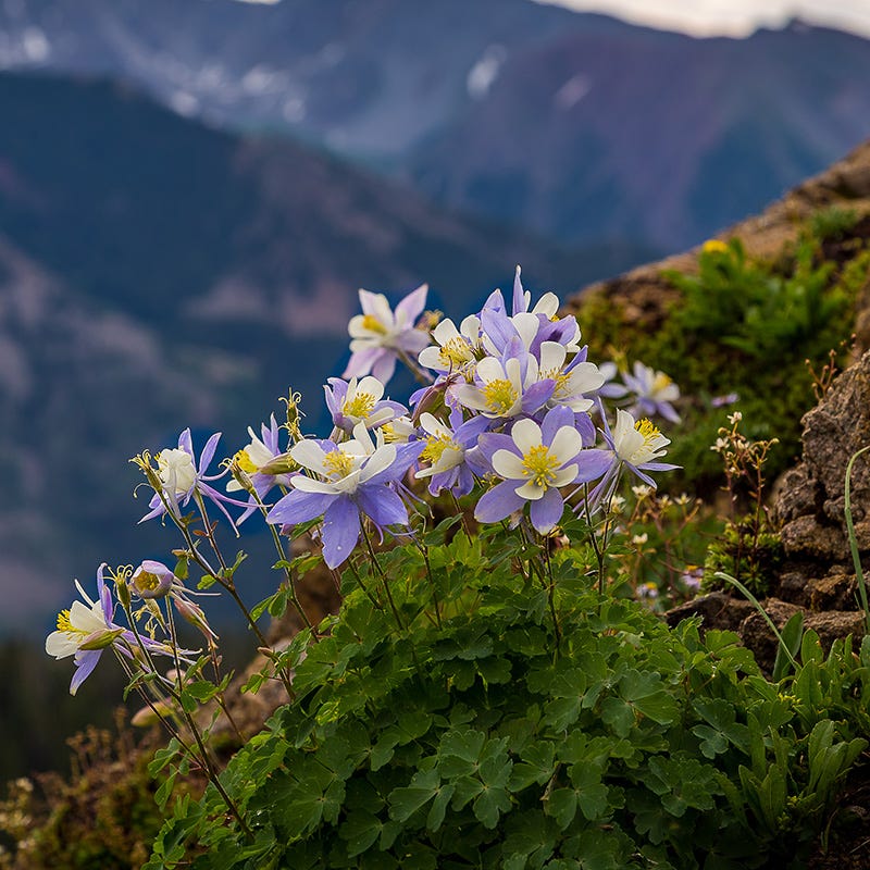  Columbine Collection