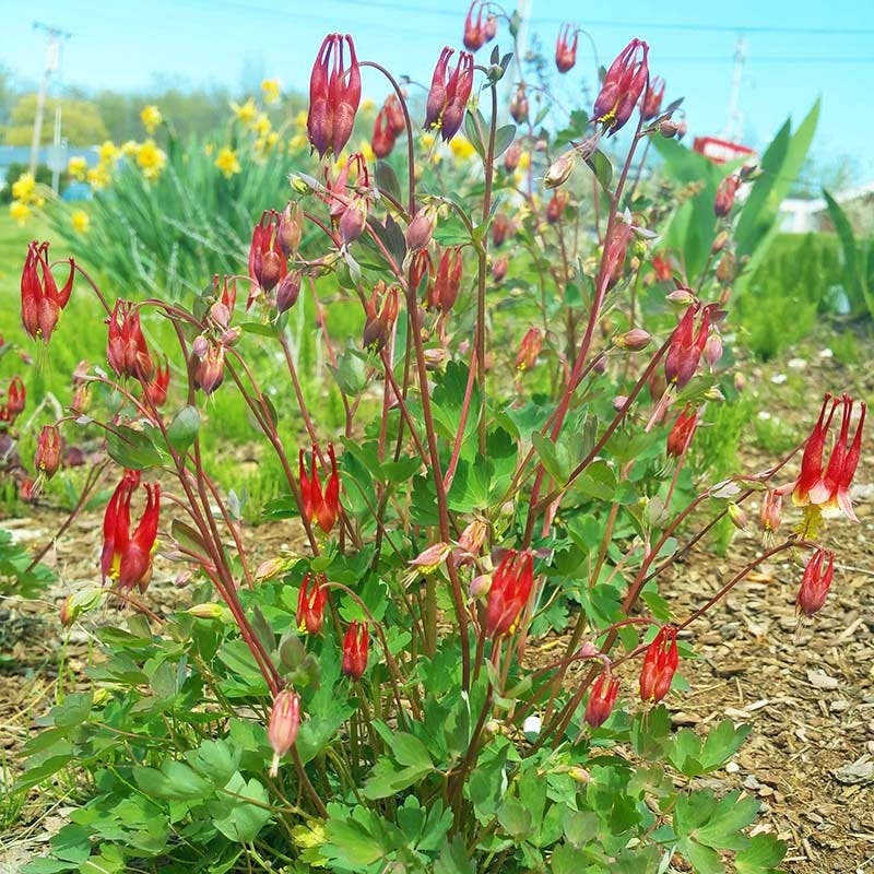  Little Lanterns Columbine