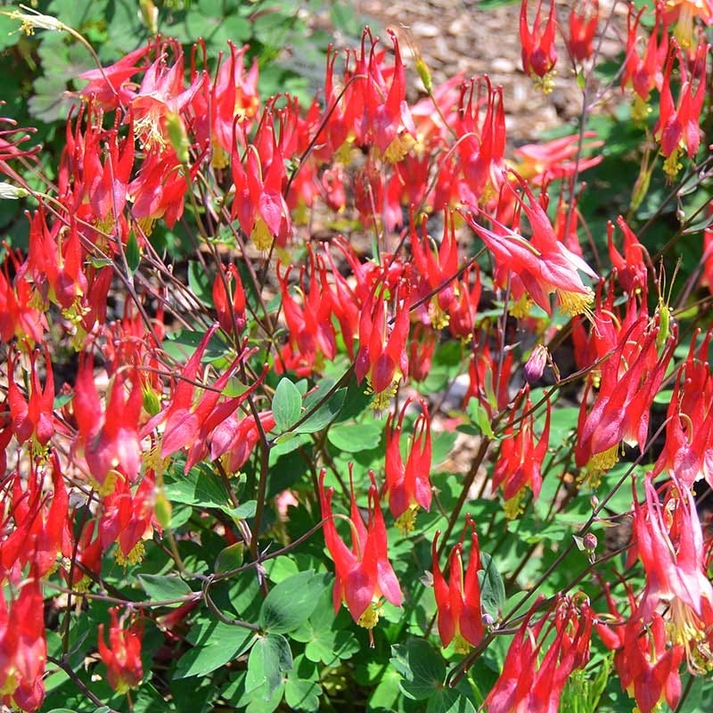  Little Lanterns Columbine