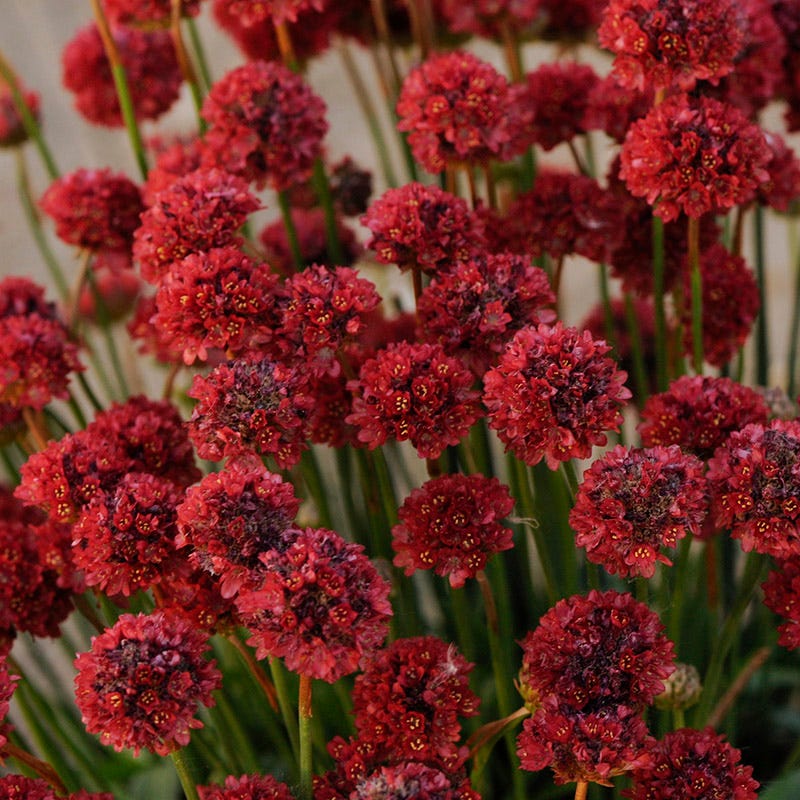  Ballerina Red Armeria